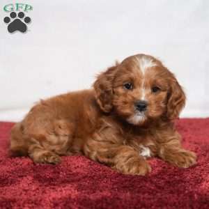 Kassidy, Cavapoo Puppy